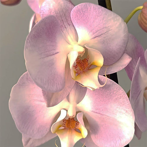 Phalaenopsis Pink Pearl B S Phalaenopsis Pink Pearl B S